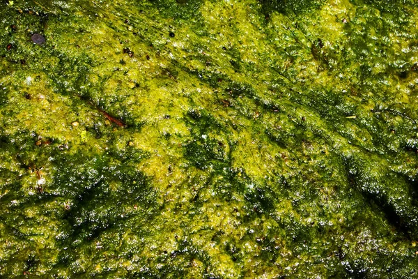 Ecology concept. Dirty water in storm drains covered with blooming algae.