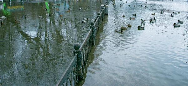 Technické Problémy Sběrným Systémem Nádrže Parku Chodníky Ploty Byly Zaplaveny — Stock fotografie