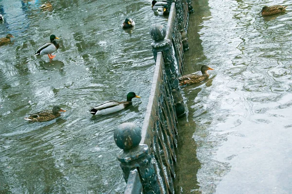 公园水库集水系统的技术问题 人行道和栅栏被水淹没了 鸭子在人行道上游泳 — 图库照片