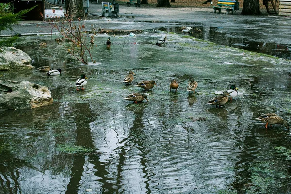 Problemi Tecnici Con Sistema Raccolta Del Serbatoio Nel Parco Percorsi — Foto Stock