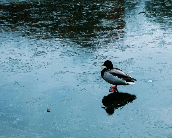 Invierno Pato Sobre Hielo Fino Superficie Congelada Del Depósito — Foto de Stock