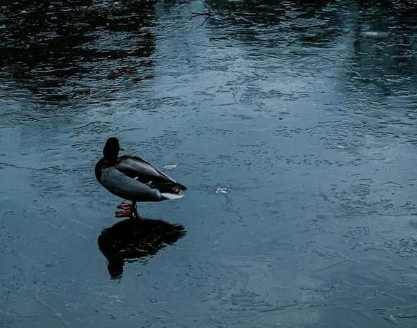 Invierno Pato Sobre Hielo Fino Superficie Congelada Del Depósito — Foto de Stock