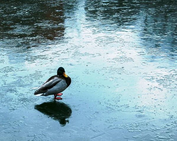 Invierno Pato Sobre Hielo Fino Superficie Congelada Del Depósito — Foto de Stock