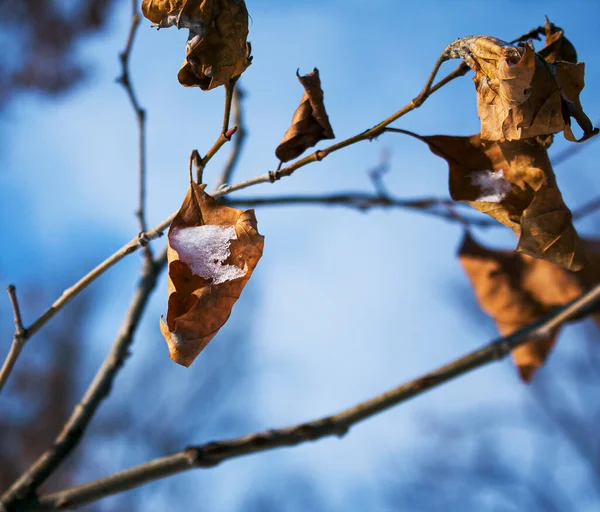 Χειμώνας Κλαδιά Και Φύλλα Των Δέντρων Καλύπτονται Χιόνι — Φωτογραφία Αρχείου