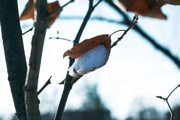 Inverno Galhos Folhas Das Árvores Estão Cobertos Neve — Fotografia de Stock