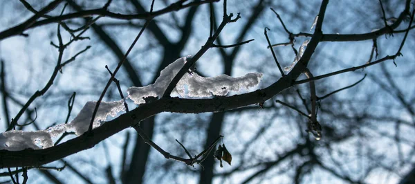 Hiver Les Branches Les Feuilles Des Arbres Sont Couvertes Neige — Photo