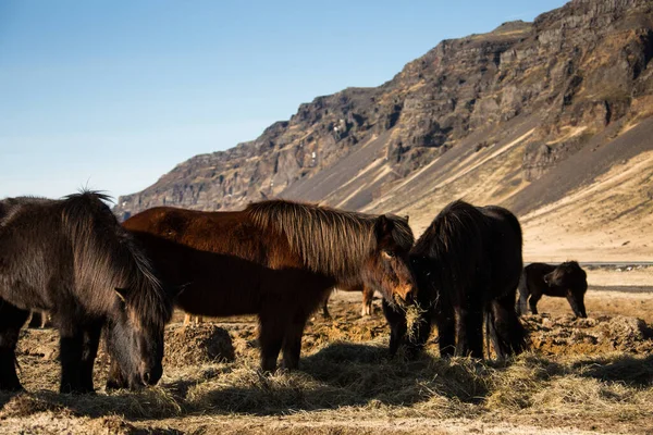 Icelandic Horses Field Scenic Nature Landscape Iceland Icelandic Horse Breed — Stock Photo, Image