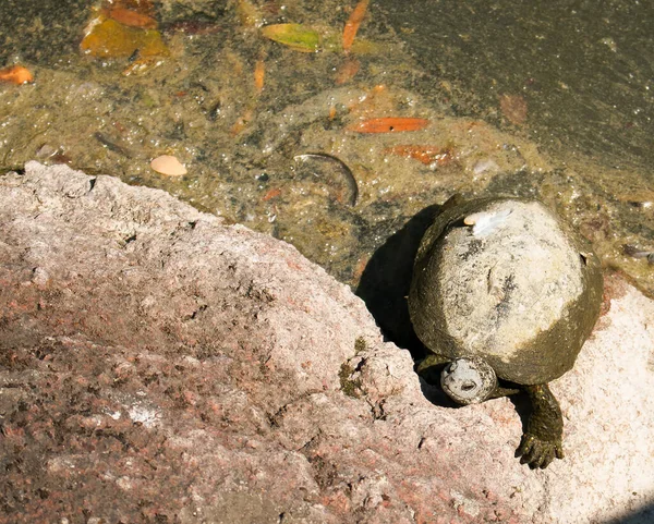 A small snapping turtle crawling over the land, still covered in mud from the pond. These turtles spend most of their lives in ponds, but sometimes crawl over land to find new ponds or lay eggs.