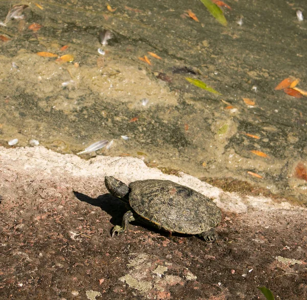 Uma Pequena Tartaruga Rastejando Sobre Terra Ainda Coberta Lama Lagoa — Fotografia de Stock