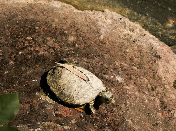 A small snapping turtle crawling over the land, still covered in mud from the pond. These turtles spend most of their lives in ponds, but sometimes crawl over land to find new ponds or lay eggs.