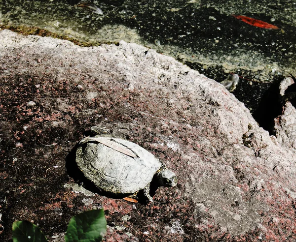 기어다니는 거북이 아직도 연못에서 진흙으로 뒤덮여 있었다 거북들은 대부분의 생애를 — 스톡 사진