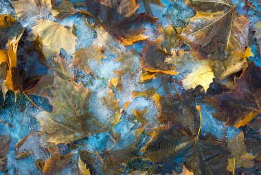 Kış. Donmuş yağmur. Sarı akçaağaç yaprakları buzda donmuş. Sonbahar ve kış geçmişi. Buzlu yüzeyde sarı yapraklar var..