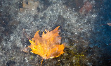 Kış. Donmuş yağmur. Sarı akçaağaç yaprakları buzda donmuş. Sonbahar ve kış geçmişi. Buzlu yüzeyde sarı yapraklar var..