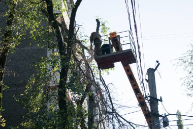 Şehirlerdeki eski tehlikeli ağaçlar kaldırılıyor. Ağaç gövdesini kesme işlemi. Bir belediye işçisi elektrikli testere ile uzun bir ağacı kesiyor.