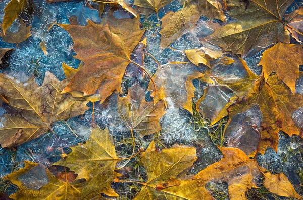 Inverno Pioggia Gelida Foglie Acero Gialle Congelate Nel Ghiaccio Autunno — Foto Stock