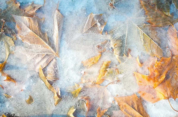 Inverno Pioggia Gelida Foglie Acero Gialle Congelate Nel Ghiaccio Autunno — Foto Stock