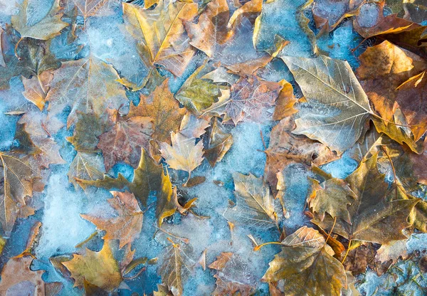 Inverno Pioggia Gelida Foglie Acero Gialle Congelate Nel Ghiaccio Autunno — Foto Stock