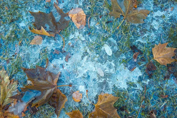 Inverno Pioggia Gelida Foglie Acero Gialle Congelate Nel Ghiaccio Autunno — Foto Stock