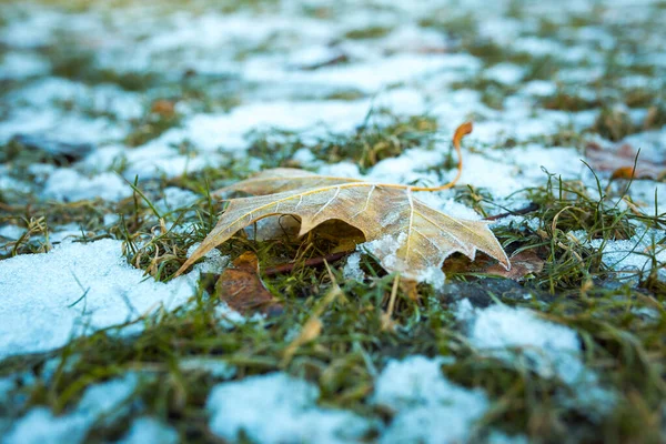 Hiver Pluie Verglaçante Feuilles Érable Jaunes Congelées Dans Glace Automne — Photo