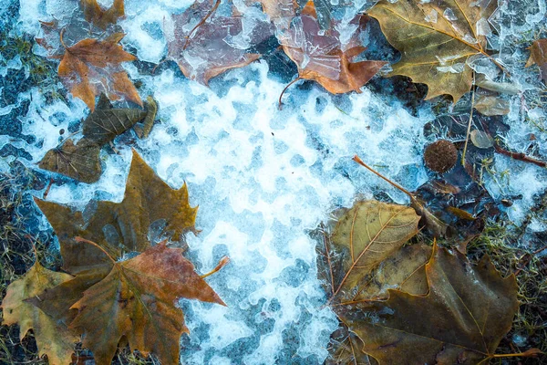 Inverno Pioggia Gelida Foglie Acero Gialle Congelate Nel Ghiaccio Autunno — Foto Stock