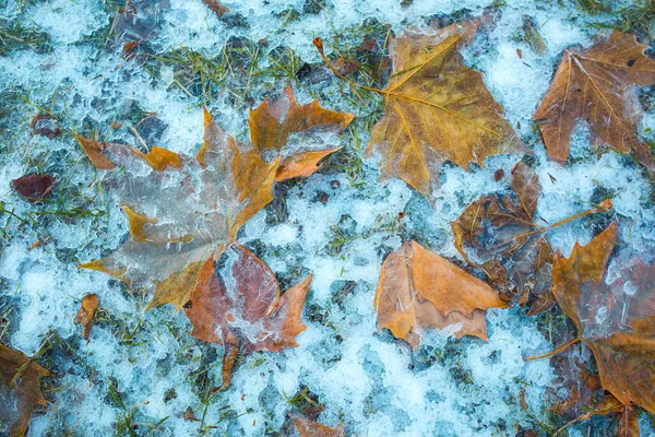 Hiver Pluie Verglaçante Feuilles Érable Jaunes Congelées Dans Glace Automne — Photo