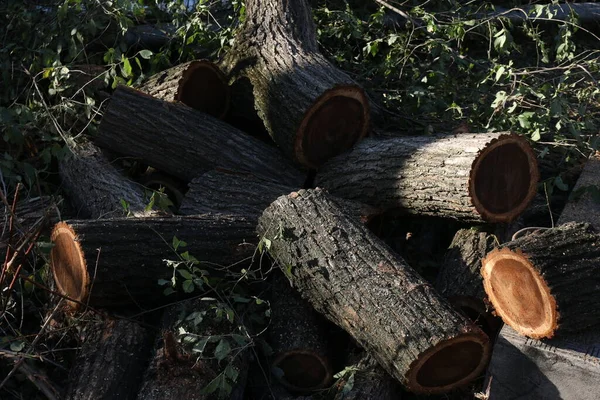 城市里危险的老树正在被砍伐 锯树树干的过程 被砍倒的树干被砍成了树桩 — 图库照片