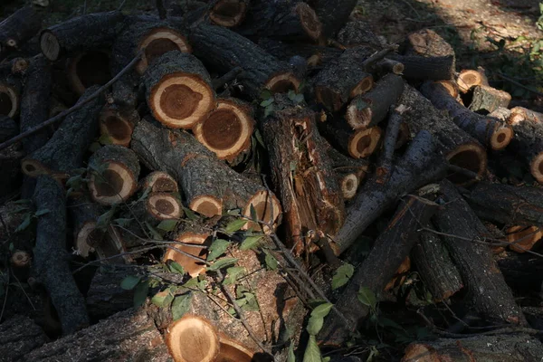 Městech Kácejí Staré Nebezpečné Stromy Proces Řezání Kmene Stromu Kmeny — Stock fotografie