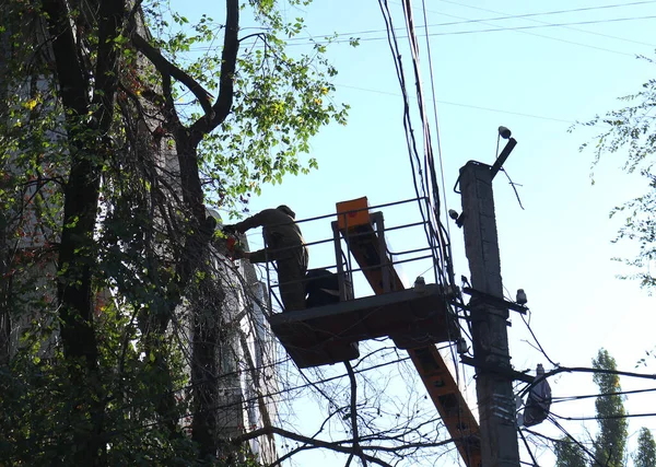 城市里危险的老树正在被砍伐 锯树树干的过程 城市公用事业链锯的一名工人砍倒了一棵高树 — 图库照片