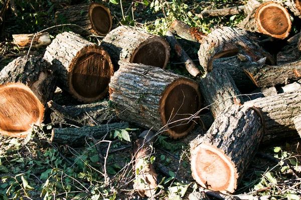 Gamla Farliga Träd Huggs Ner Städer Processen Att Såga Trädstam — Stockfoto