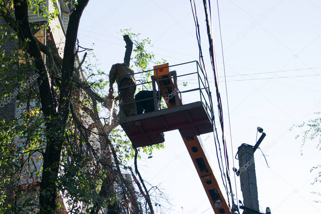 Old dangerous trees are being removed in cities. The process of sawing a tree trunk. A worker of a city municipal utility chainsaw cuts an old tall tree