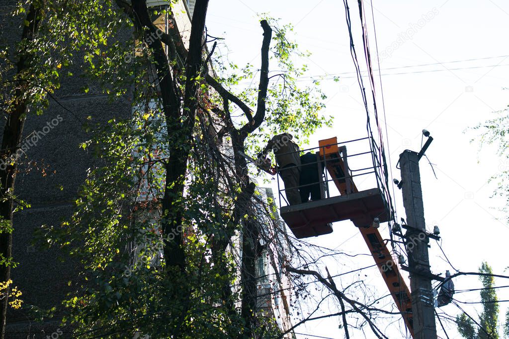 Old dangerous trees are being removed in cities. The process of sawing a tree trunk. A worker of a city municipal utility chainsaw cuts an old tall tree