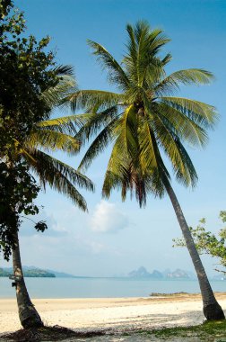 Güzel tropik beyaz plaj ve hindistan cevizi palmiyeleri. Tatil ve tatil kavramı.