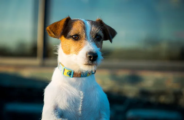 Retrato Jack Russell Terrier Perro Está Muy Interesado Algo Que — Foto de Stock