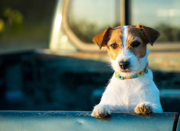 Retrato Jack Russell Terrier Cão Está Muito Interessado Algo Que — Fotografia de Stock