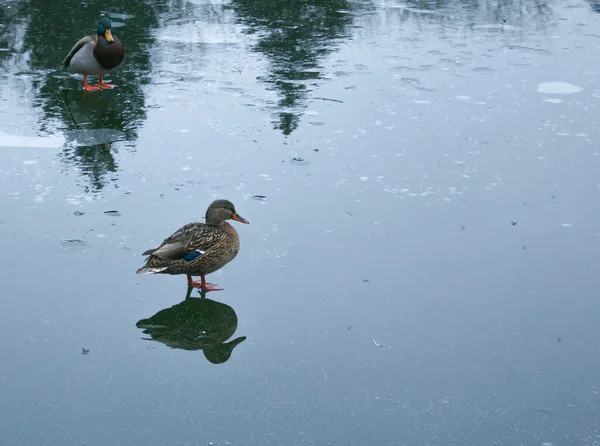 Los Patos Caminan Sobre Hielo Derretido Hielo Congelado Superficie Del — Foto de Stock