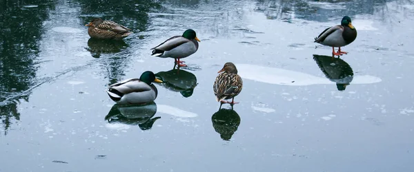 Ducks Walk Melting Ice Frozen Ice Surface Pond Park Began — Stock Photo, Image
