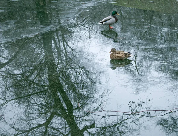 Los Patos Caminan Sobre Hielo Derretido Hielo Congelado Superficie Del — Foto de Stock