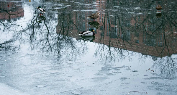 Los Patos Caminan Sobre Hielo Derretido Hielo Congelado Superficie Del — Foto de Stock