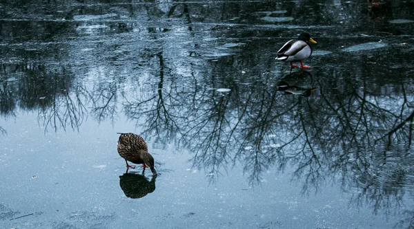 Los Patos Caminan Sobre Hielo Derretido Hielo Congelado Superficie Del — Foto de Stock