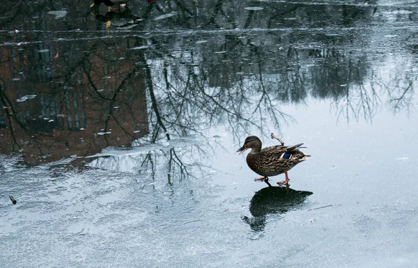 Los Patos Caminan Sobre Hielo Derretido Hielo Congelado Superficie Del — Foto de Stock