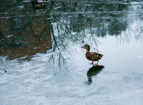 Los Patos Caminan Sobre Hielo Derretido Hielo Congelado Superficie Del — Foto de Stock