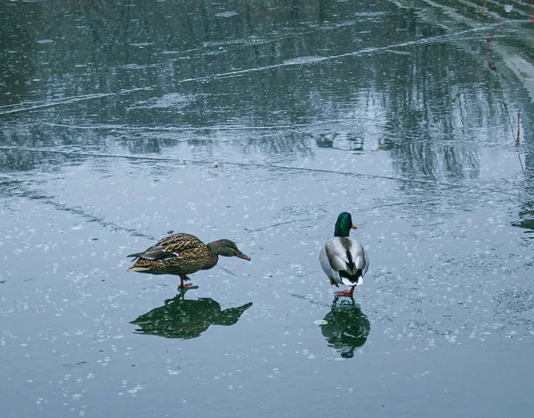 Los Patos Caminan Sobre Hielo Derretido Hielo Congelado Superficie Del — Foto de Stock