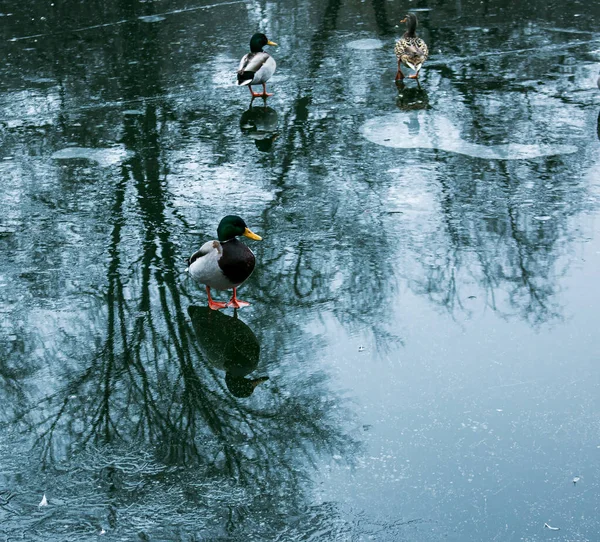 Los Patos Caminan Sobre Hielo Derretido Hielo Congelado Superficie Del — Foto de Stock