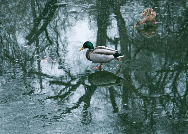 Los Patos Caminan Sobre Hielo Derretido Hielo Congelado Superficie Del — Foto de Stock