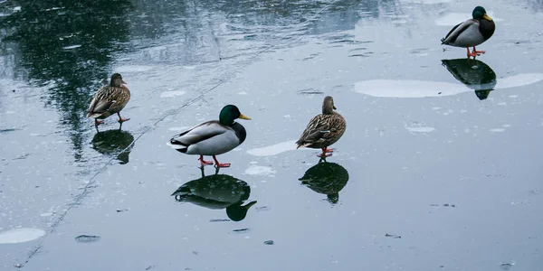 Los Patos Caminan Sobre Hielo Derretido Hielo Congelado Superficie Del — Foto de Stock