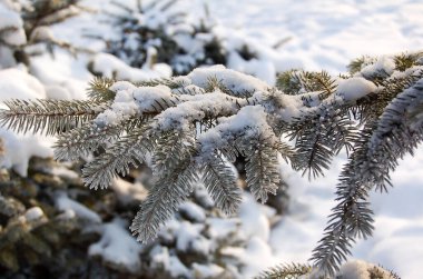 Kış. Beyaz don içinde güzel bir çam dalı. Yeşil ladin dalı karla kaplı..