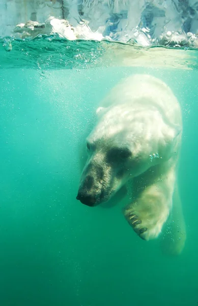 Βόρεια Αρκούδα Μια Πολική Αρκούδα Κολυμπάει Στο Νερό — Φωτογραφία Αρχείου