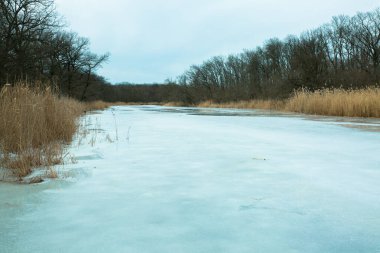 Güzel, sakin kış manzarası. Önünde sarı kuru sazlıklar olan karlı nehir kıyıları. Donmuş göl kıyısında ağaçlar ve bastonlar. Kış sisli manzarası.