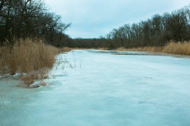 Güzel, sakin kış manzarası. Önünde sarı kuru sazlıklar olan karlı nehir kıyıları. Donmuş göl kıyısında ağaçlar ve bastonlar. Kış sisli manzarası.