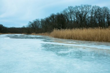 Güzel, sakin kış manzarası. Önünde sarı kuru sazlıklar olan karlı nehir kıyıları. Donmuş göl kıyısında ağaçlar ve bastonlar. Kış sisli manzarası.